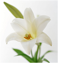 br7_11_0414-5