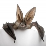 bigstock-Grey-Long-eared-Bat-In-Front-6207676-300x285