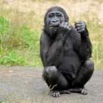 gorilla-315059_1280