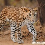 leopard-zhivotnoe-obraz-zhizni-i-sreda-obitaniya-leoparda-3-2