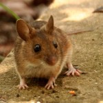 wood-mouse-3