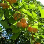 qdki_ginko_biloba_malko_poznat_priroden_lek