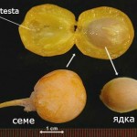 semena-ginkobiloba-ustroistvo
